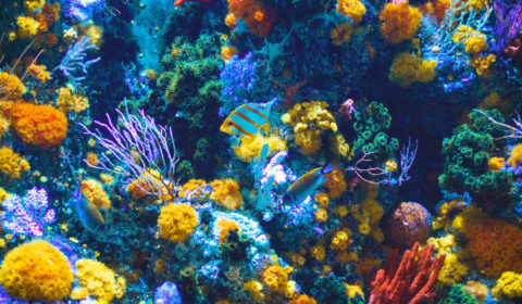 Can artificial clouds save the Great Barrier Reef?