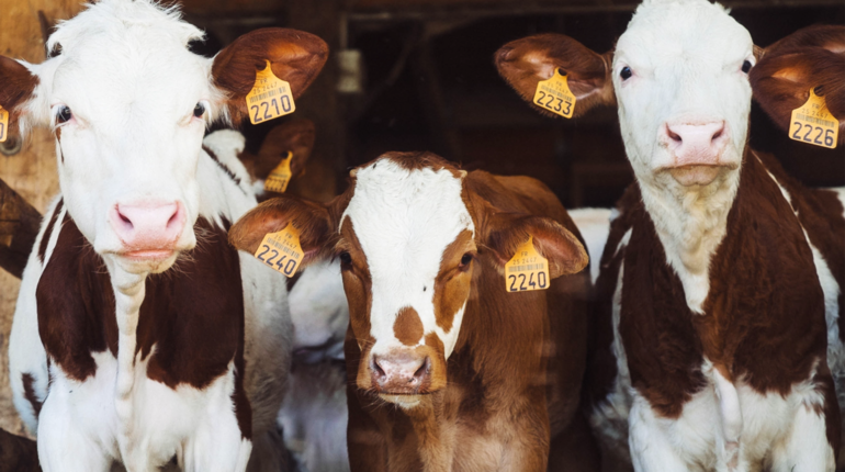 Potty training cows could put a dent in nitrous oxide emissions