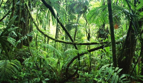 Gabon is pioneering the carbon sequestration economy Gabon is pioneering the carbon sequestration economy