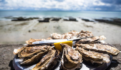 Oysters become a lifeline in the face of rising sea levels