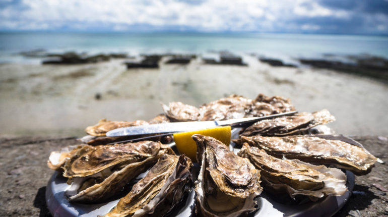 Oysters become a lifeline in the face of rising sea levels