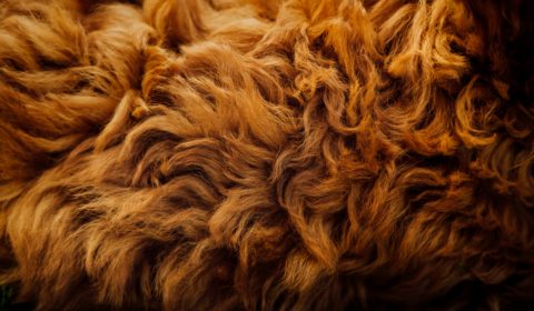 Kering bans fur across all its businesses