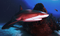 Could your skincare regime be endangering sharks further?