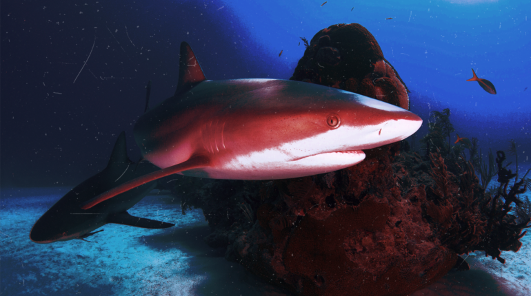 Could your skincare regime be endangering sharks further?