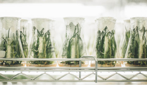How science labs are building the future of food