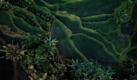 World leaders commit to halting deforestation by 2030