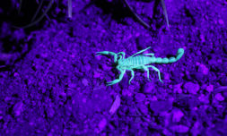 Scorpions hospitalise over 500 people during major storm in Egypt