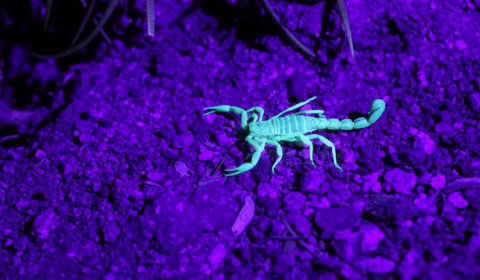 Scorpions hospitalise over 500 people during major storm in Egypt