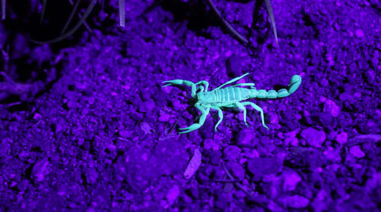 Scorpions hospitalise over 500 people during major storm in Egypt