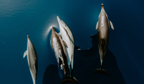 Plastic beaded fishing nets could prevent dolphin bycatch Plastic beaded fishing nets could prevent dolphin bycatch