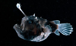 Rare deep-sea fish mysteriously washes ashore once again