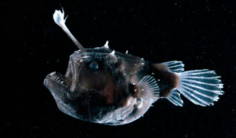 Rare deep-sea fish mysteriously washes ashore once again