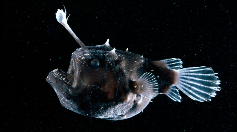 Rare deep-sea fish mysteriously washes ashore once again
