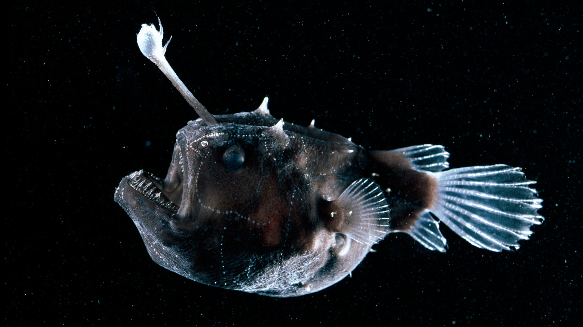 珍しい深海魚が不思議なことに再び漂着 Thredwebsite