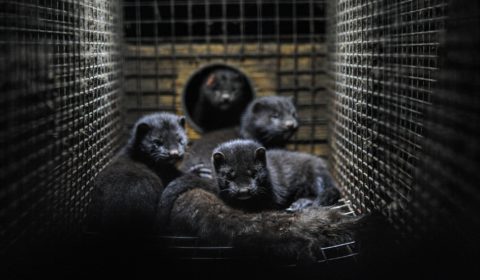 Italy approves ban on fur production