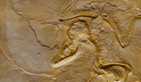 Scientists discover perfectly preserved dinosaur embryo