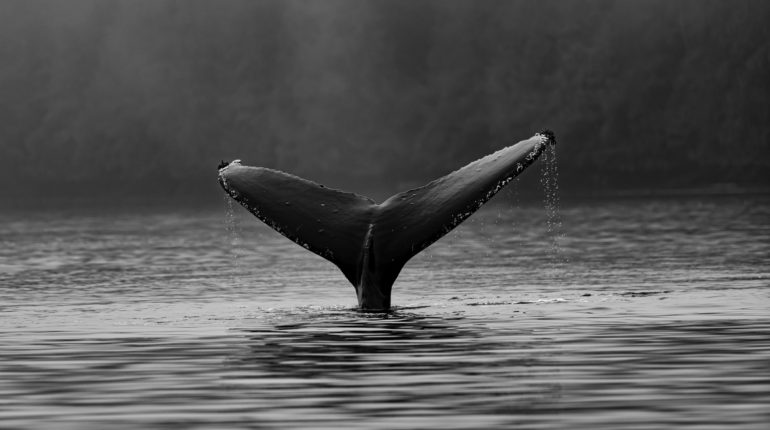 Protecting whales will help to stunt climate change