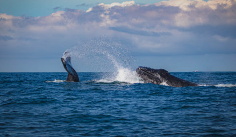 Shell’s explosive undersea oil search threatens whale mating season Shell’s explosive undersea oil search threatens whale mating season