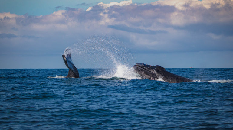 Shell’s explosive undersea oil search threatens whale mating season