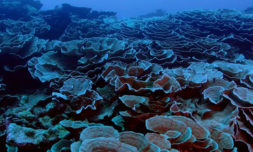 Thriving coral reef is newly discovered off Tahiti’s coast