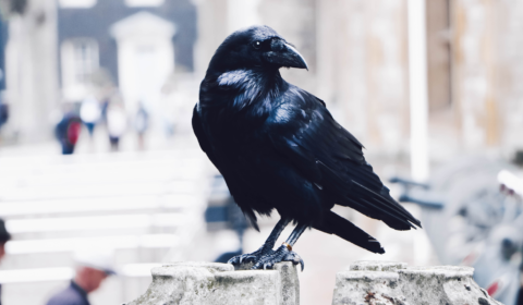 Sweden is now using crows to pick up litter