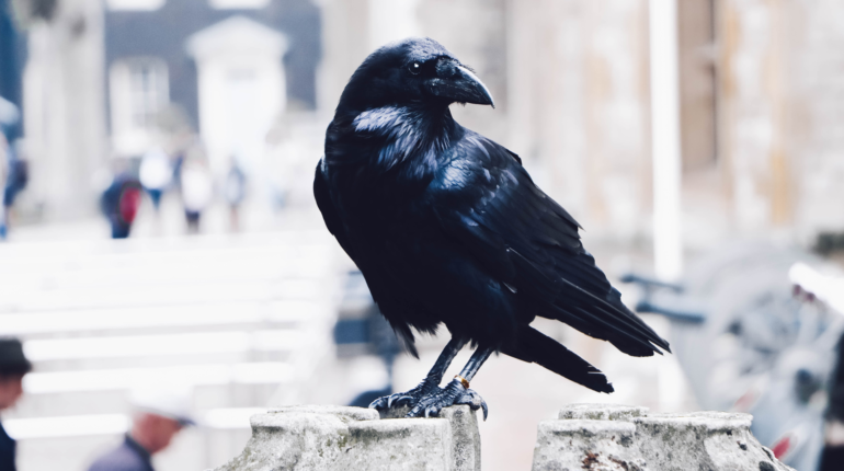 Sweden is now using crows to pick up litter