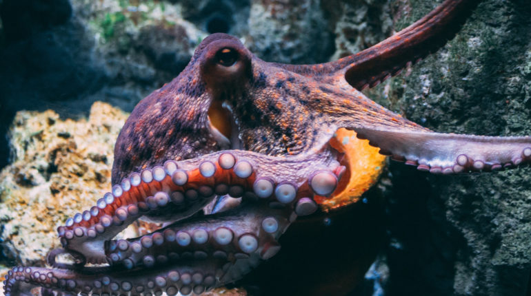 World’s first octopus farm branded ‘an environmental catastrophe’