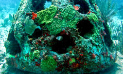 Could memorial coral reefs replace traditional graveyards?