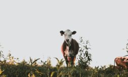 WWF report calls for an urgent plan to decarbonise farming