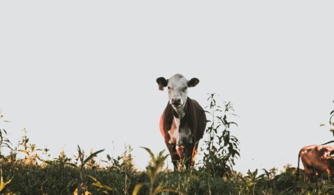 WWF report calls for an urgent plan to decarbonise farming WWF report calls for an urgent plan to decarbonise farming