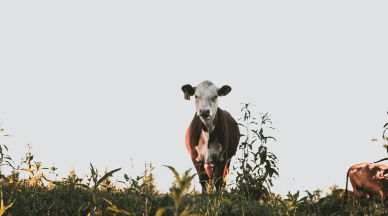 WWF report calls for an urgent plan to decarbonise farming