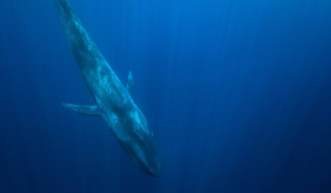 Major shipping routes could be changed to protect blue whales
