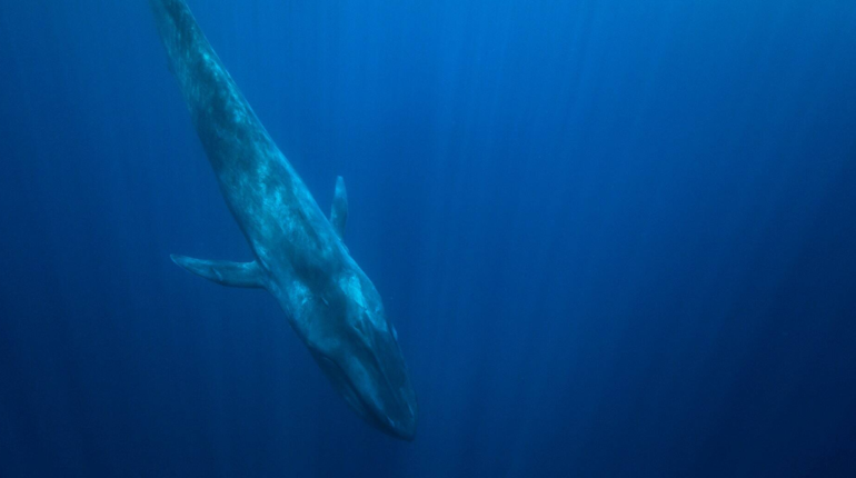 Major shipping routes could be changed to protect blue whales