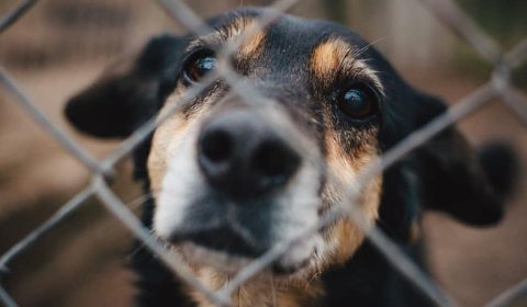 Polish volunteers risk their lives to rescue animals from Ukraine