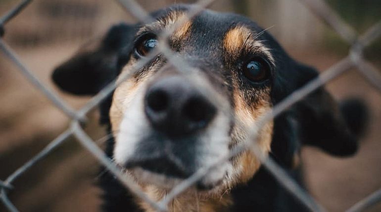 Polish volunteers risk their lives to rescue animals from Ukraine