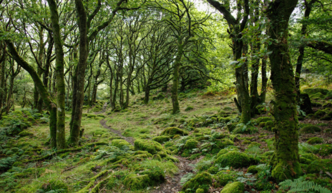 Why we should talk more about Europe’s rapidly growing forests