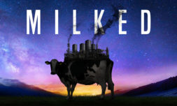 Milked is a tea-spitting look at dairy’s dark reality