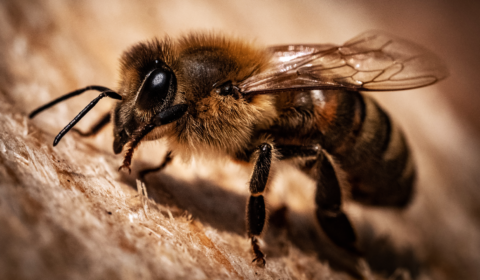 Climate change is threatening larger bees and global pollination