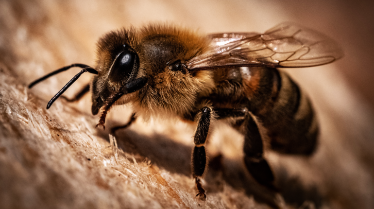 Climate change is threatening larger bees and global pollination
