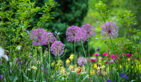 British gardeners encouraged to take part in No Mow May