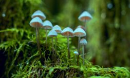 New research suggests fungi may be communicating with ‘words’