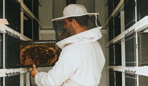 Robot beekeepers could help pollinators prosper in a warming world