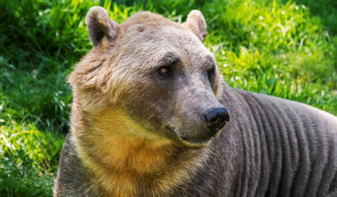 Grizzlies and polar bears are breeding thanks to climate change