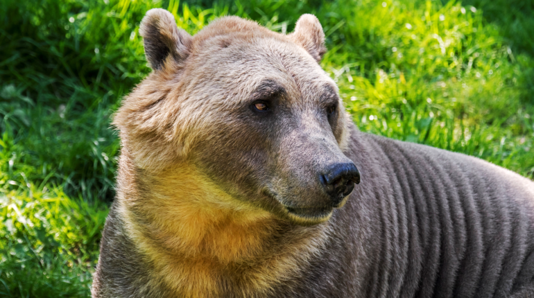 Grizzlies and polar bears are breeding thanks to climate change
