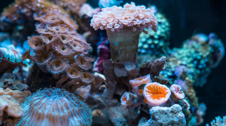 AI is being taught to monitor coral reef health through its ‘songs’