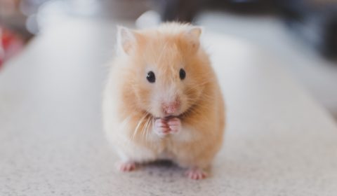 Scientific breakthrough cures memory loss in mice