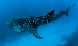 Rethinking international trade routes vital to saving marine life