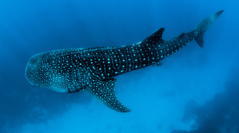 Rethinking international trade routes vital to saving marine life