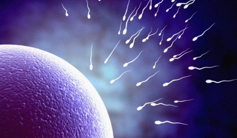 Will ‘forever chemicals’ hinder human reproductive ability?