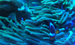 What is the 30×30 conservation initiative?